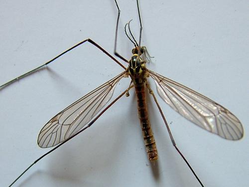 Nephrotoma submaculosa